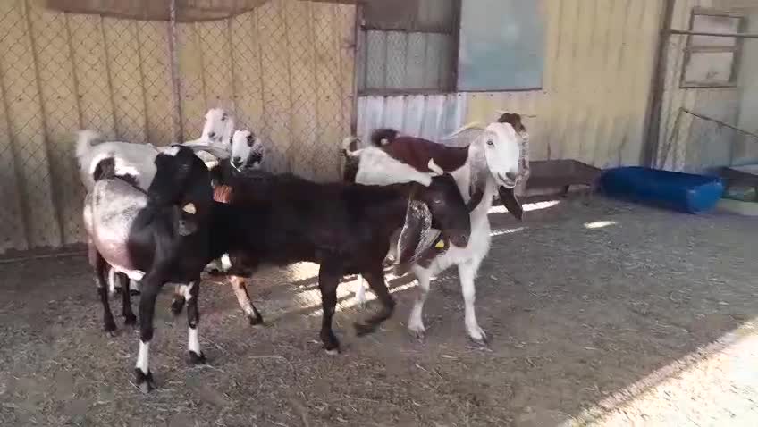 للبيع معزه مشاريك دفيع واصل - 4