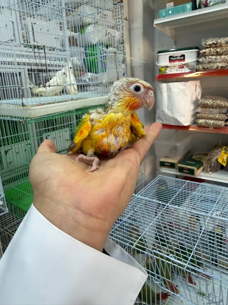 فروخ كنيور - 1