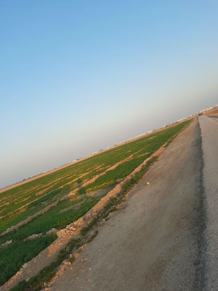 زراعه الخضار وزراعه الجت  - 16