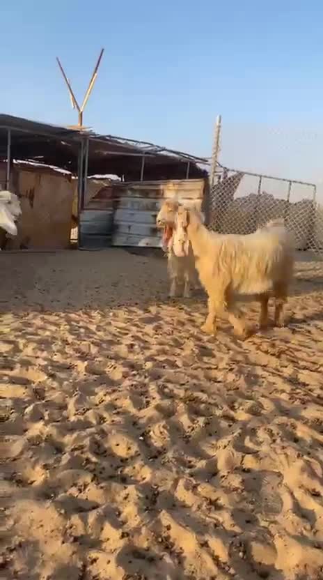 عوارض صفررر صنف - 2