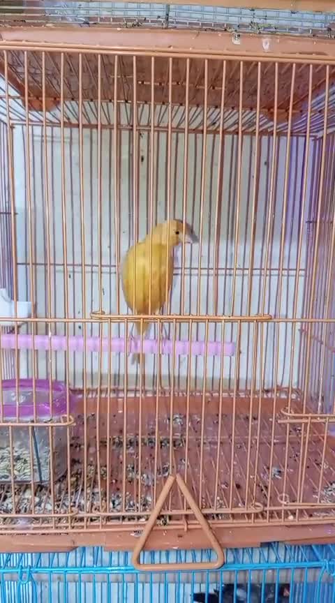 male canary singing  - 1