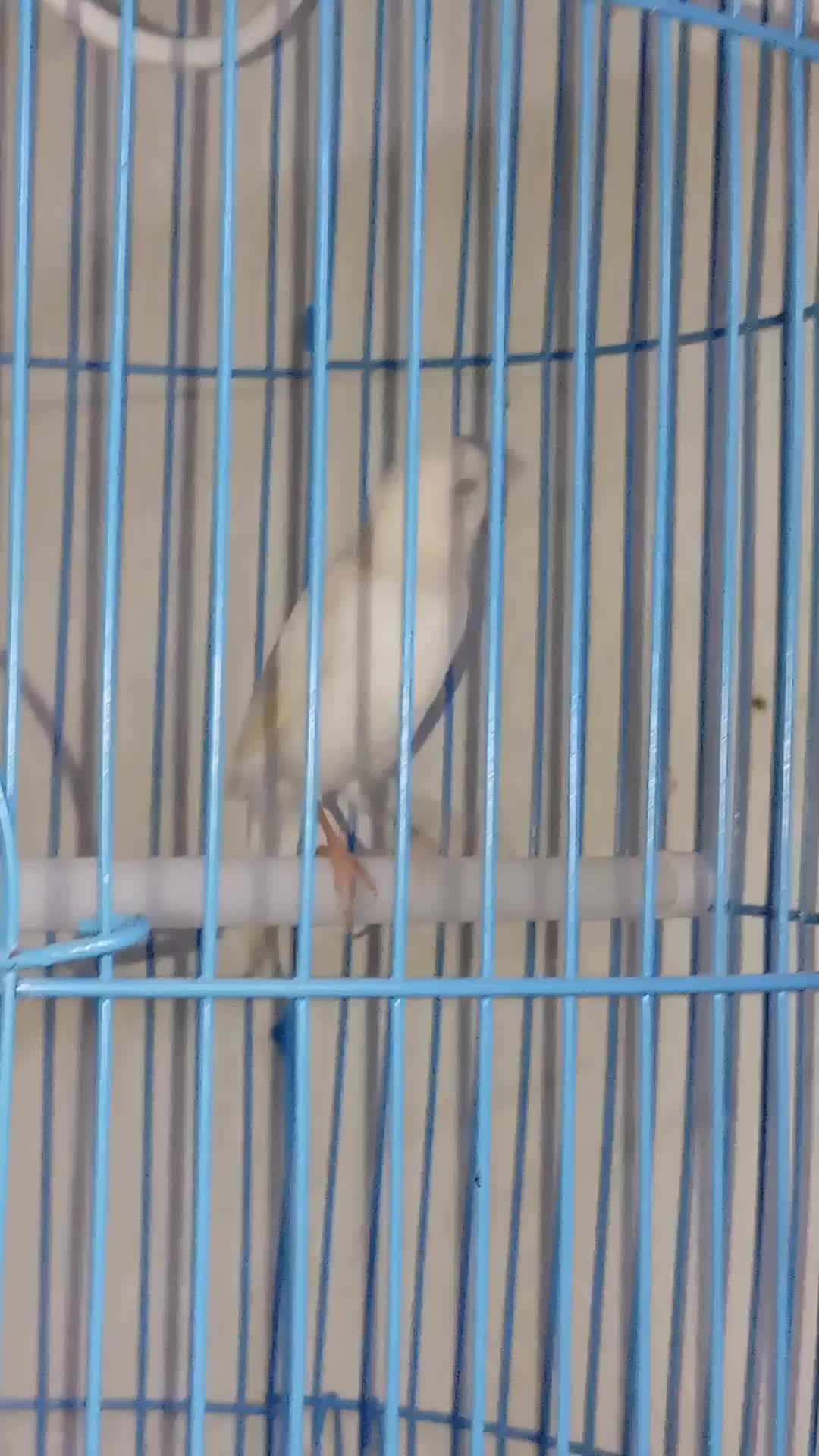 male canary singing - 1