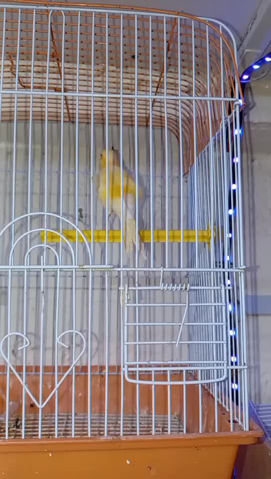 male canary singing - 1