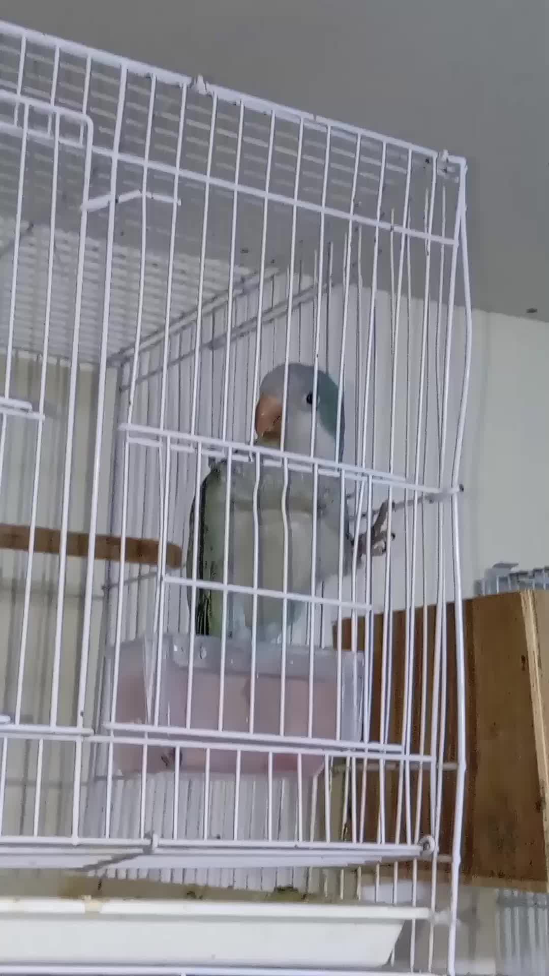 male Quaker - 1