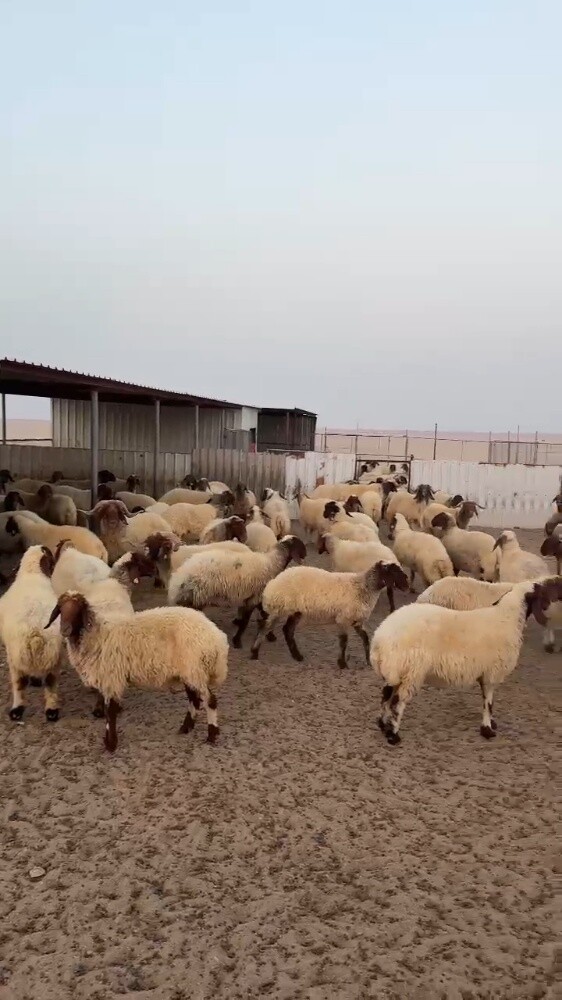 مطلوب جميع انواع الحلال - 3