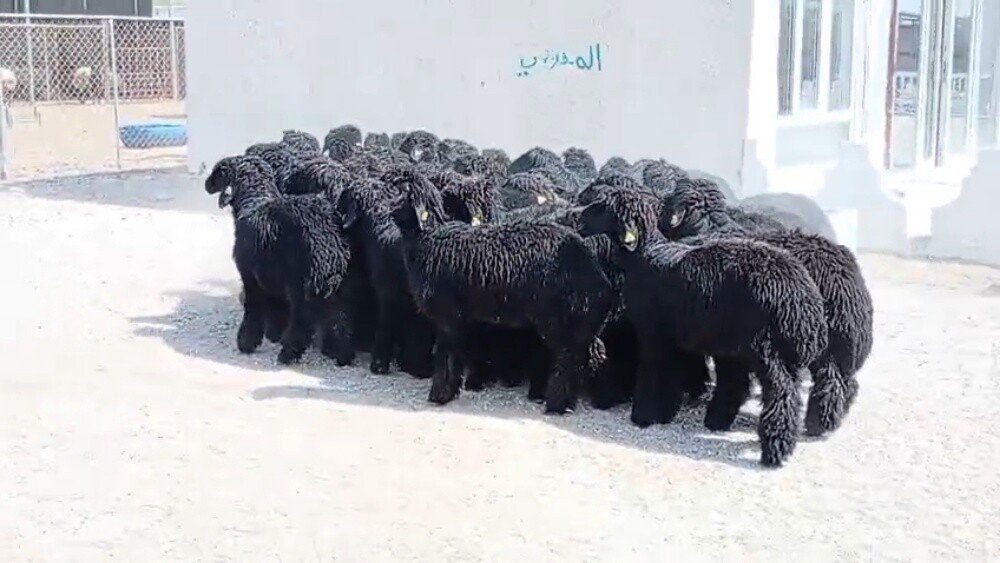 مطلوب جميع انواع الحلال - 4