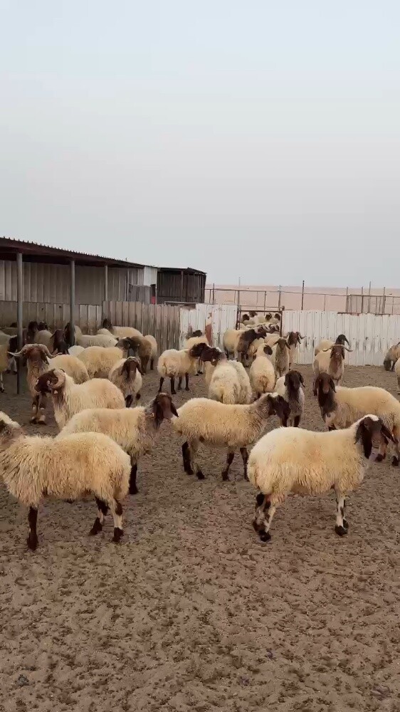 مطلوب جميع انواع الحلال - 1