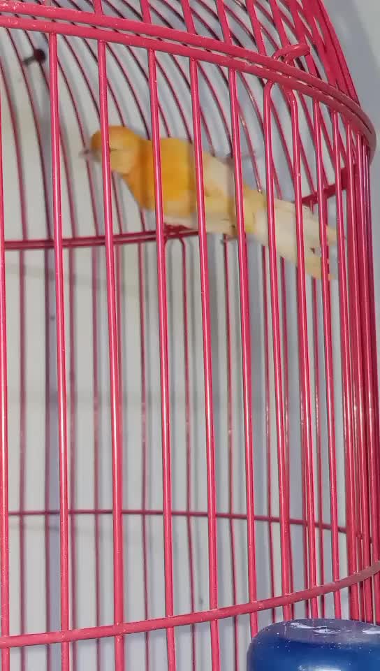 male canary singing - 1