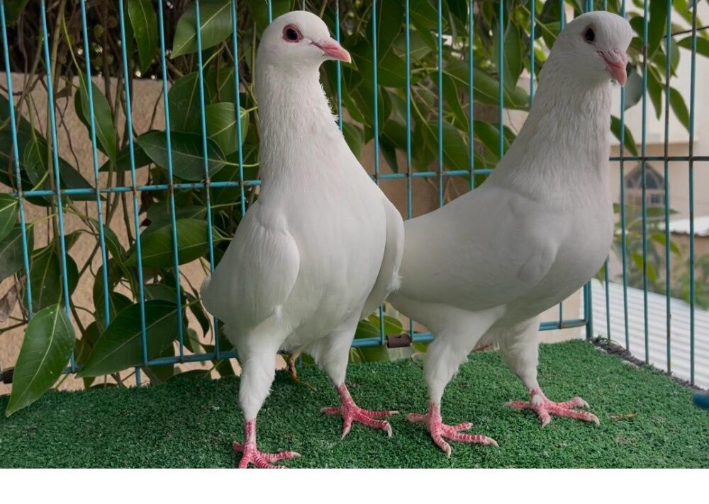 laham jumbo breeding pair - 1