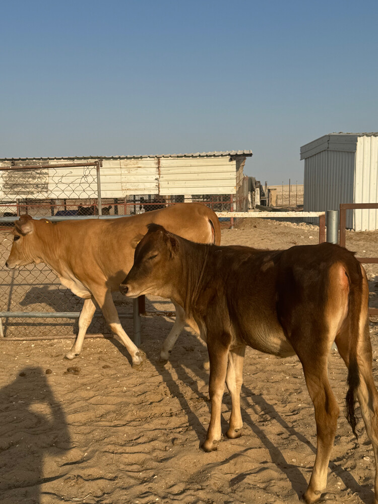 9 Cows for sale  - 6