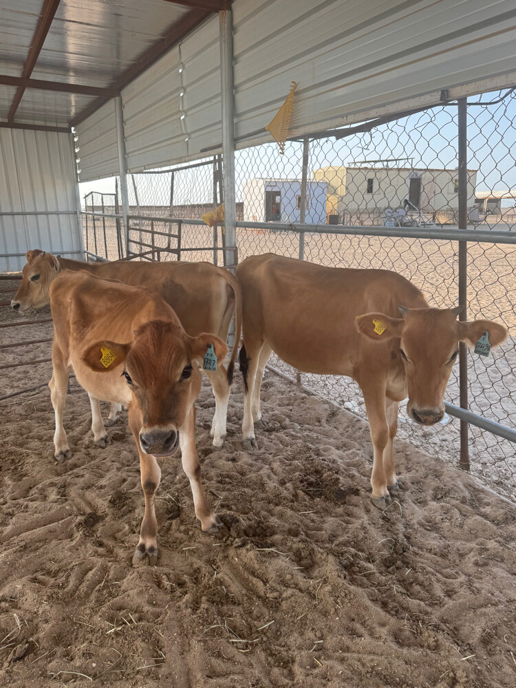 9 Cows for sale  - 4