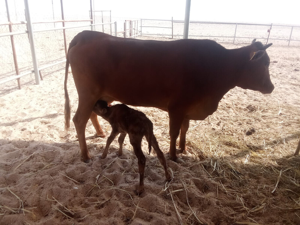 9 Cows for sale  - 3