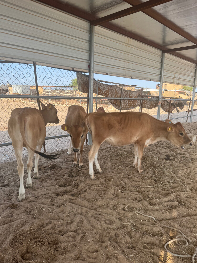9 Cows for sale  - 5