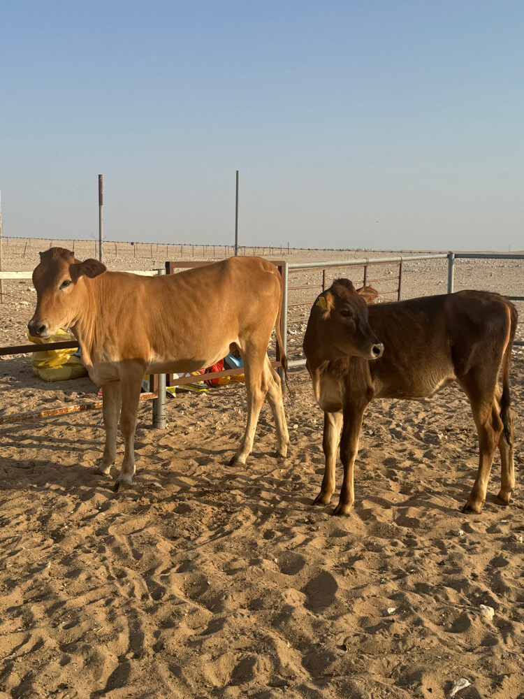 9 Cows for sale  - 2