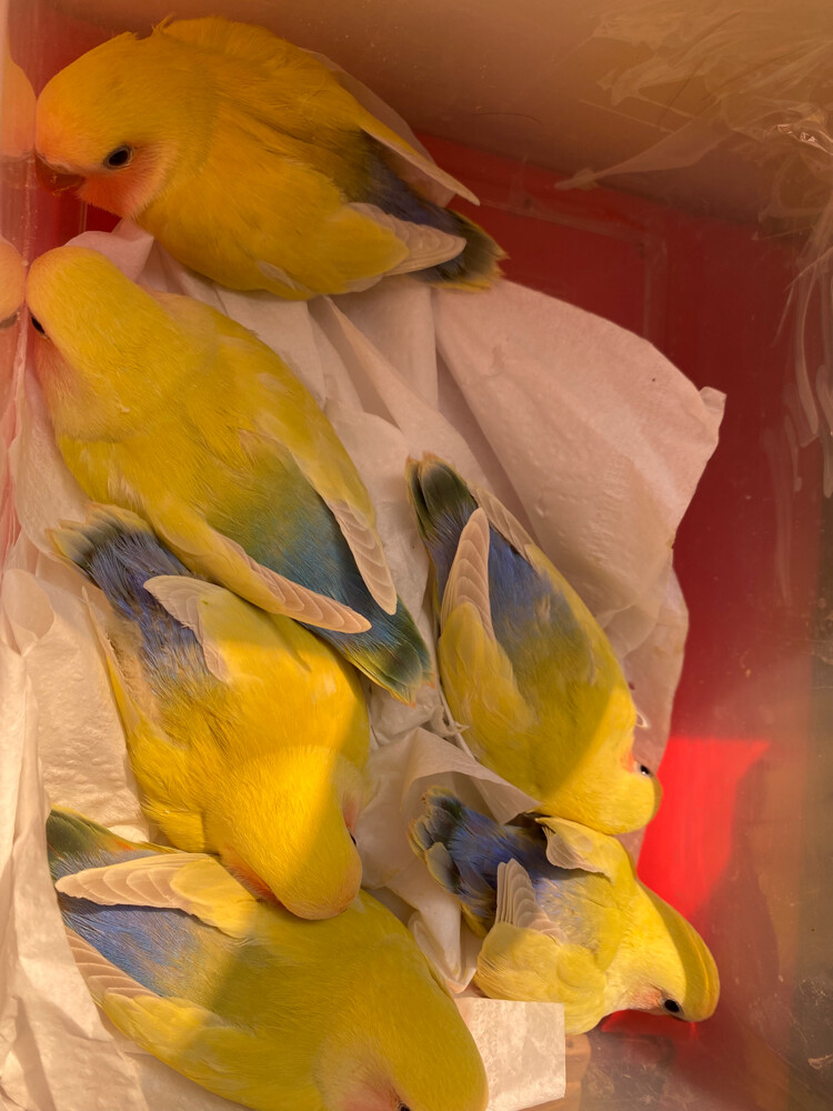 love birds rare colors 8 weeks - 6