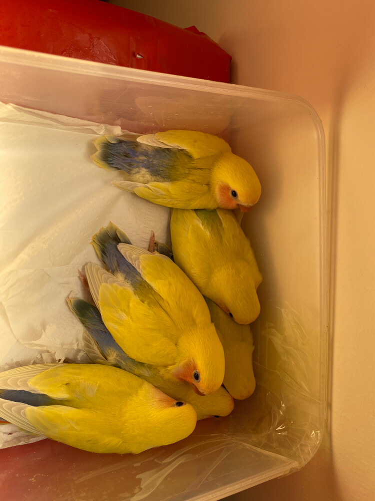 love birds rare colors 8 weeks - 4