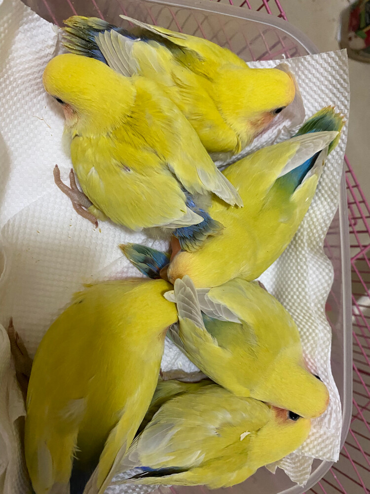 love birds rare colors 8 weeks - 5