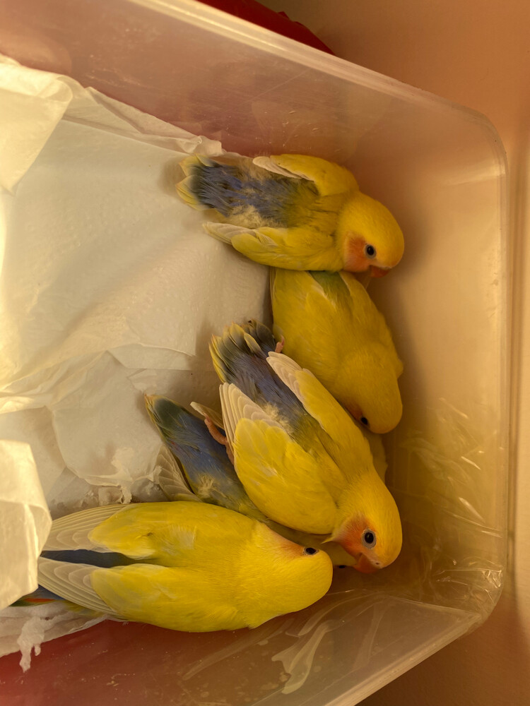 love birds rare colors 8 weeks - 7