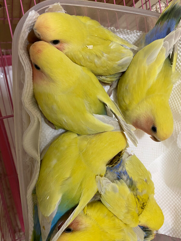 love birds rare colors 8 weeks - 3