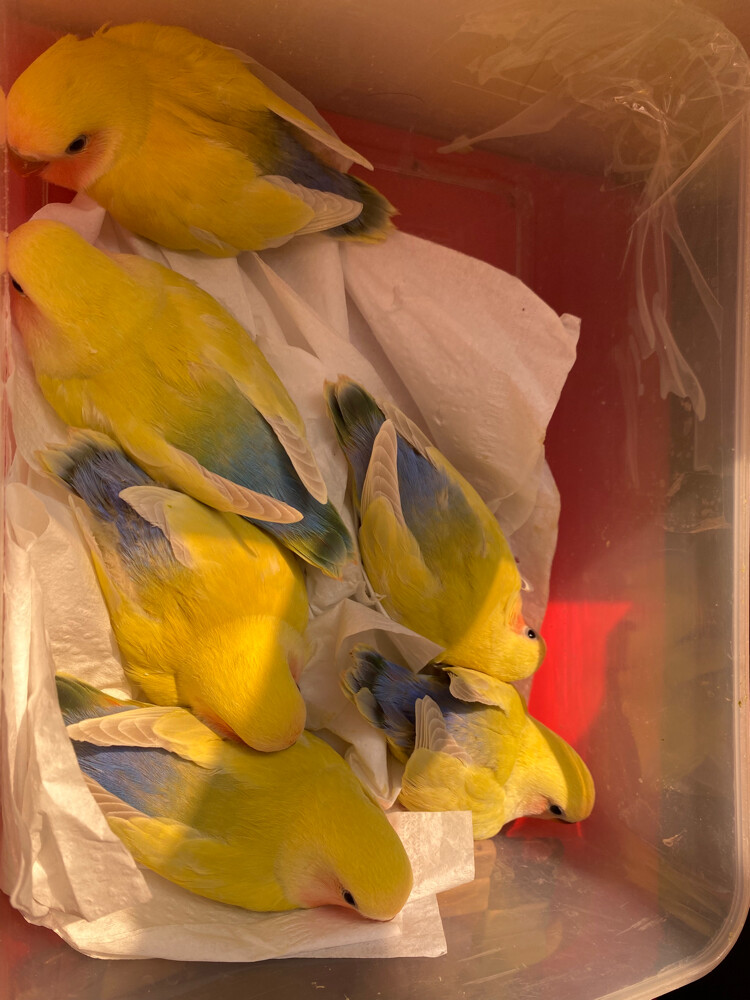 love birds rare colors 8 weeks - 2