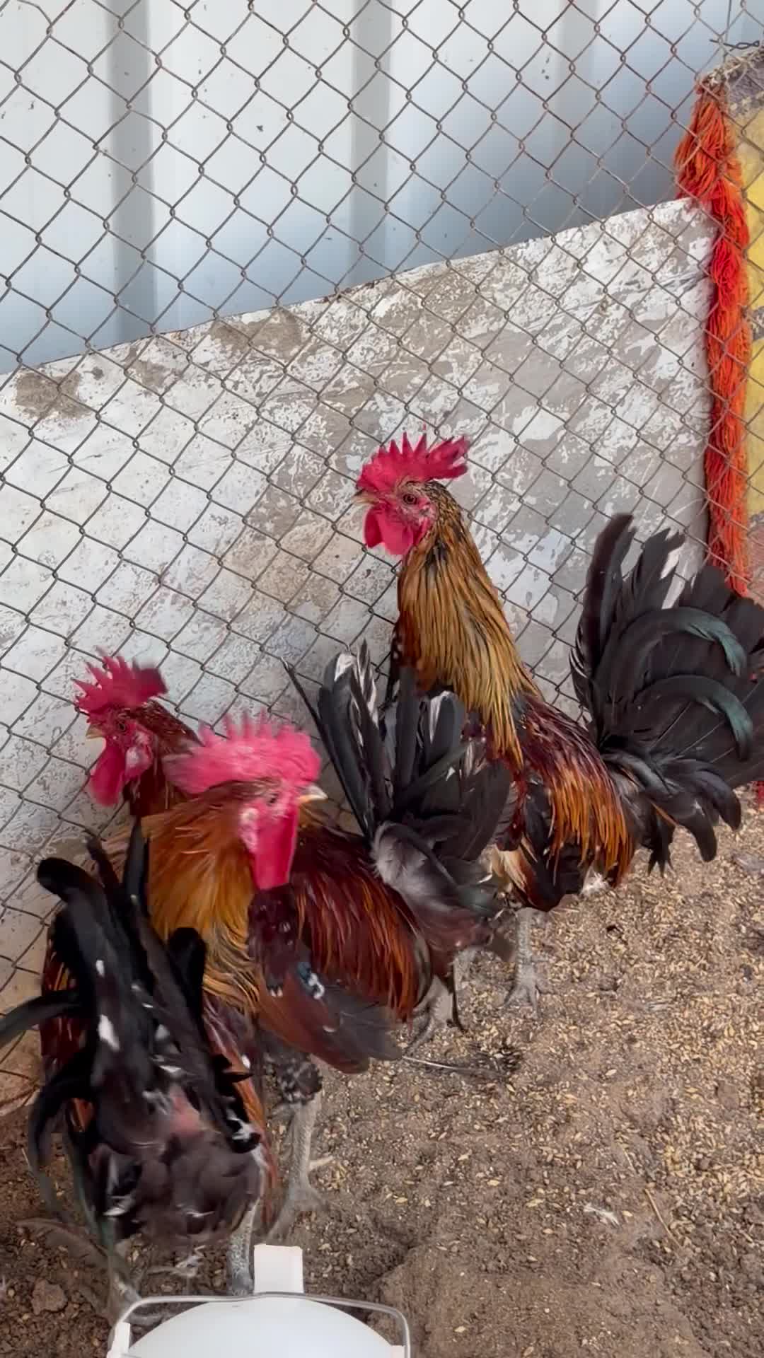 roosters - 1