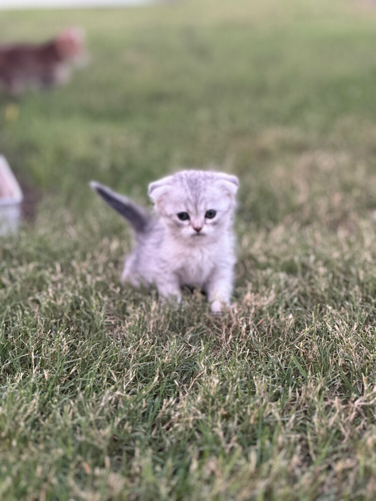 Scottish fold  - 10