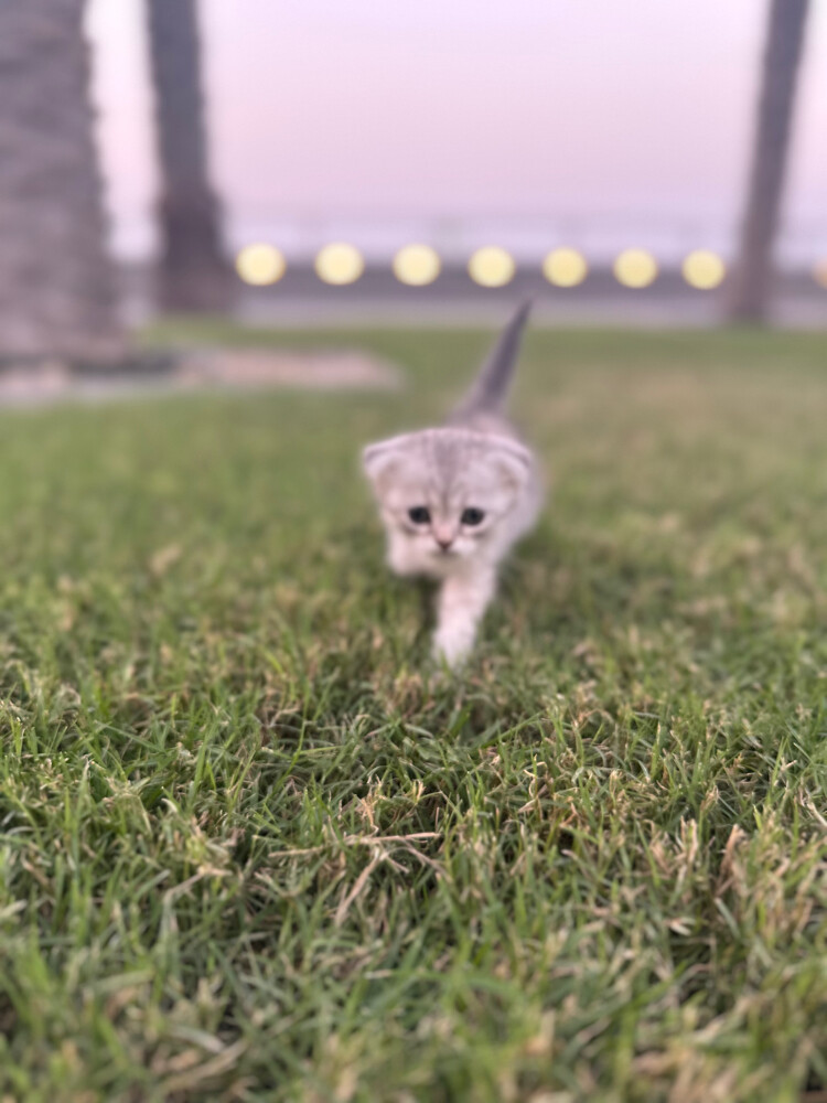Scottish fold  - 7