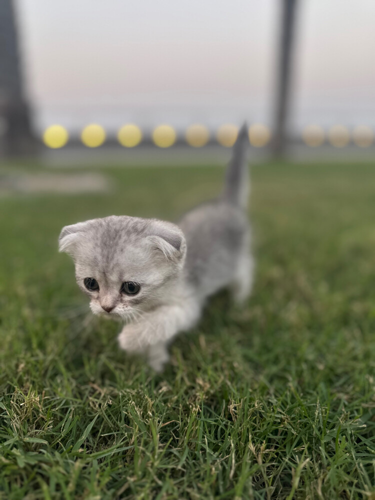 Scottish fold  - 4