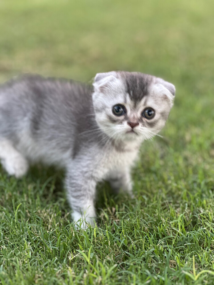 Scottish fold  - 1