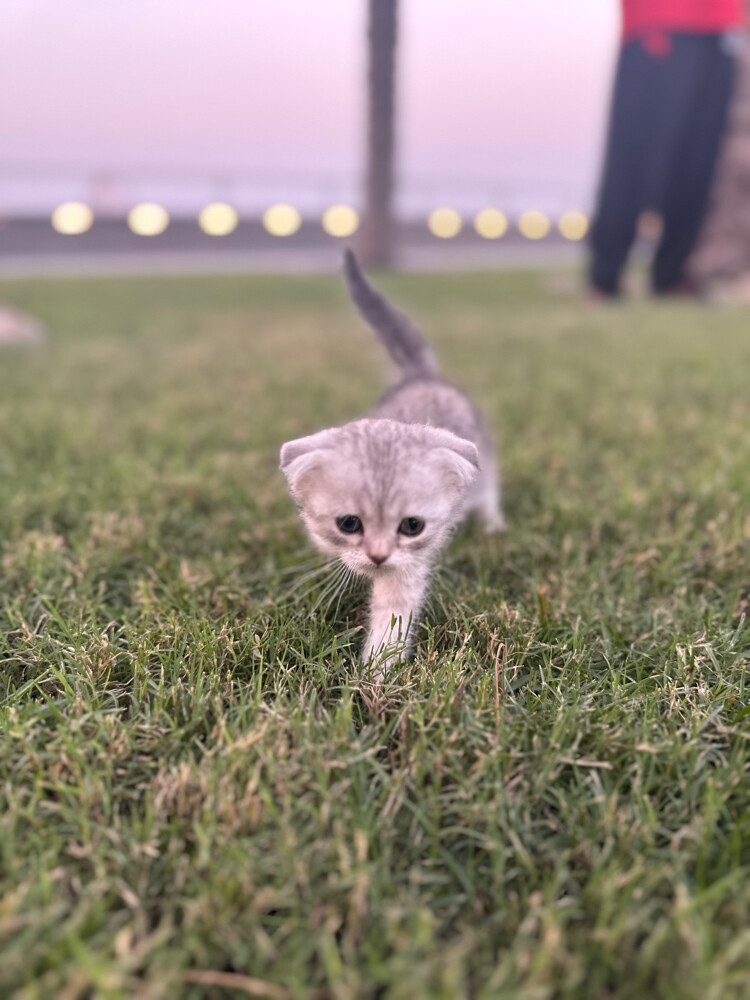 Scottish fold  - 8