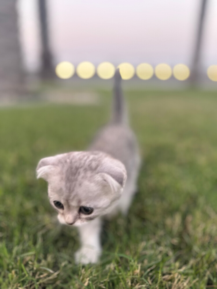 Scottish fold  - 6