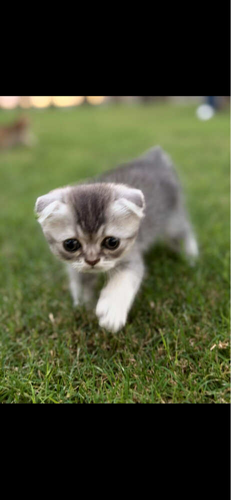 Scottish fold  - 3