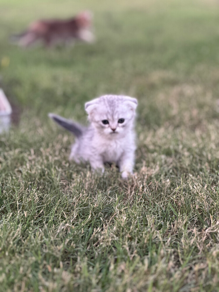 Scottish fold  - 9