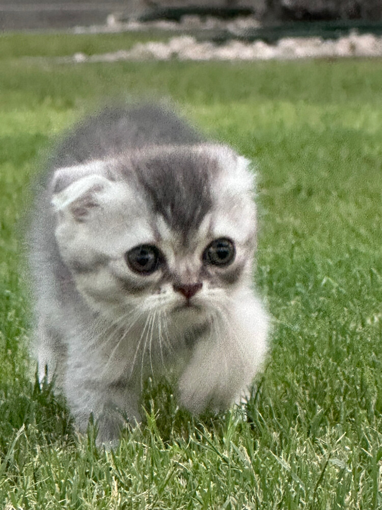 Scottish fold  - 2