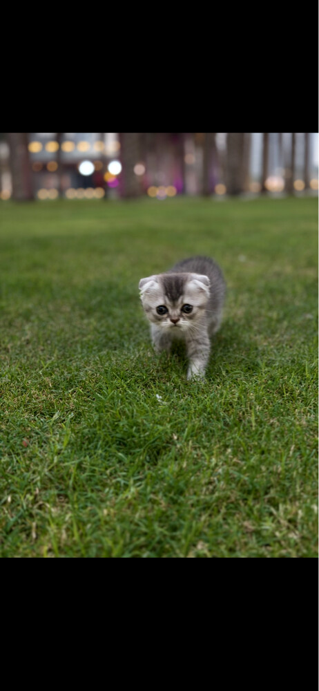 Scottish fold  - 5