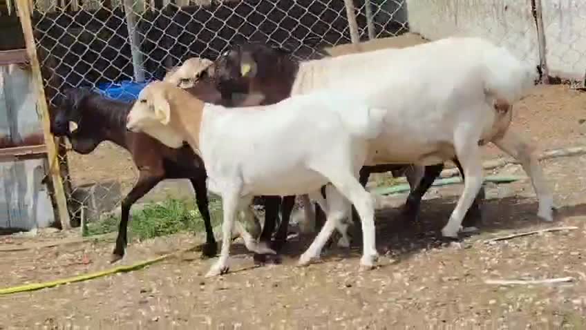 للبيع شوهات بربر طيبه - 1