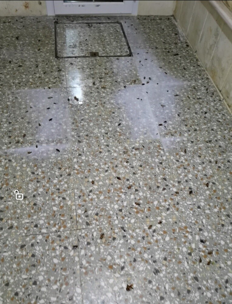 MOZON AL DOHA PEST CONTROL - 2