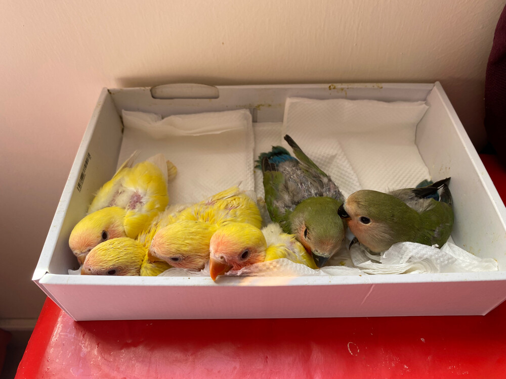 buy 3 get 1 free - 8