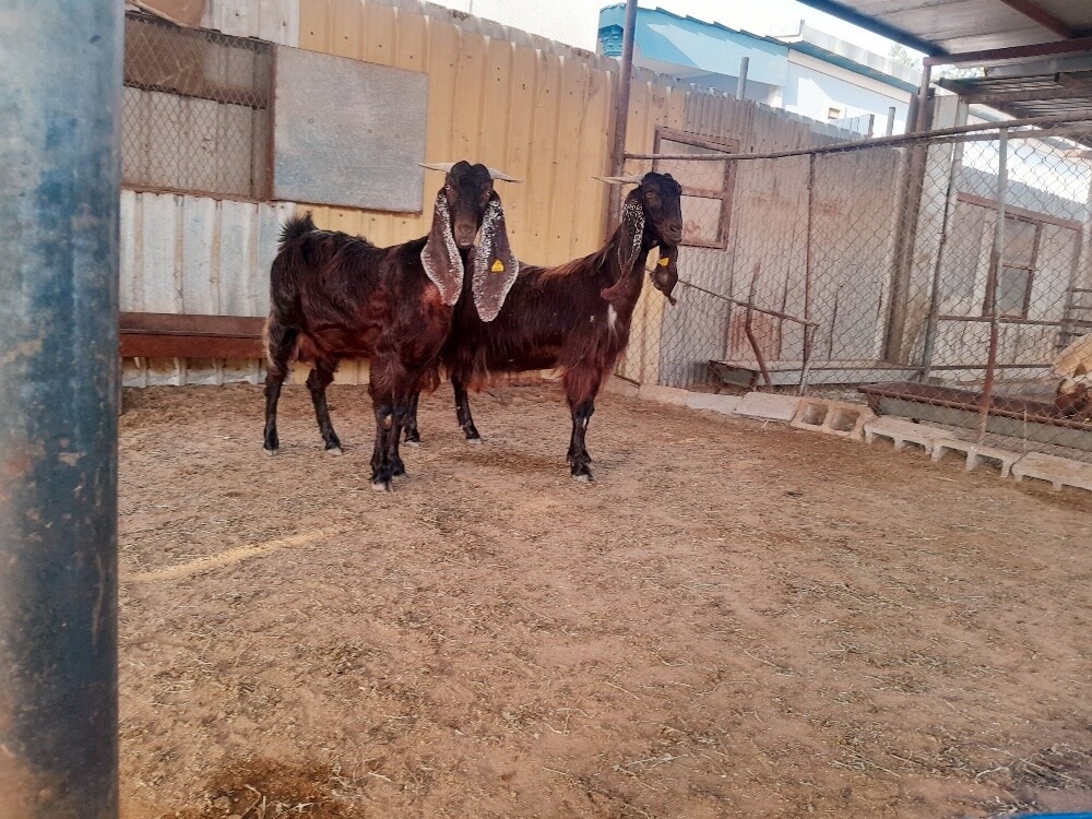 للبيع معزه مشاريك دفيع - 1