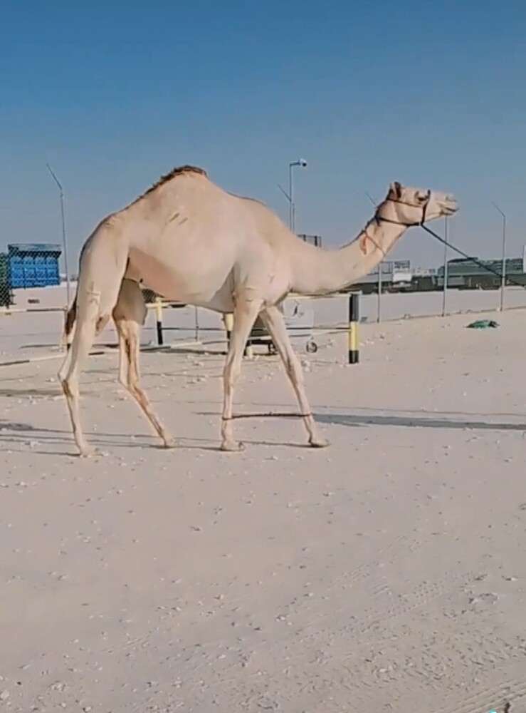للبيع بكره جداعه عرض فاخر - 1
