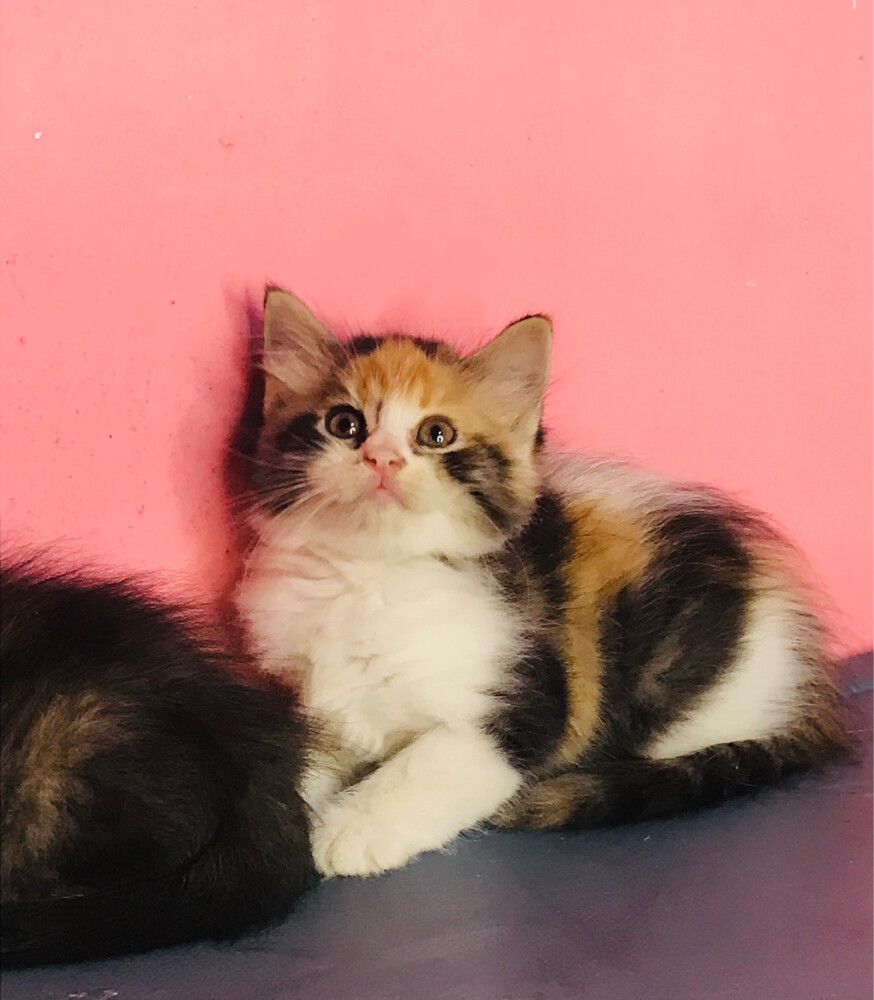 Scottish tabby  - 1