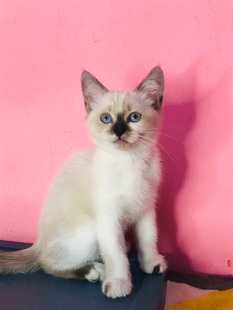Siamese kitten  - 2