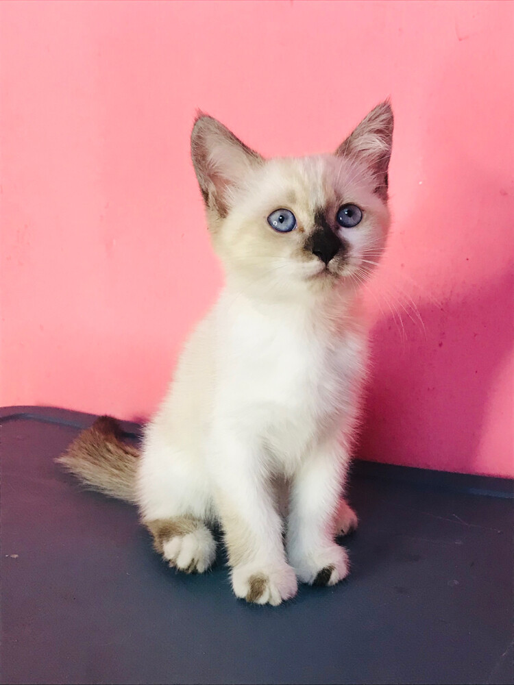 Siamese kitten  - 3