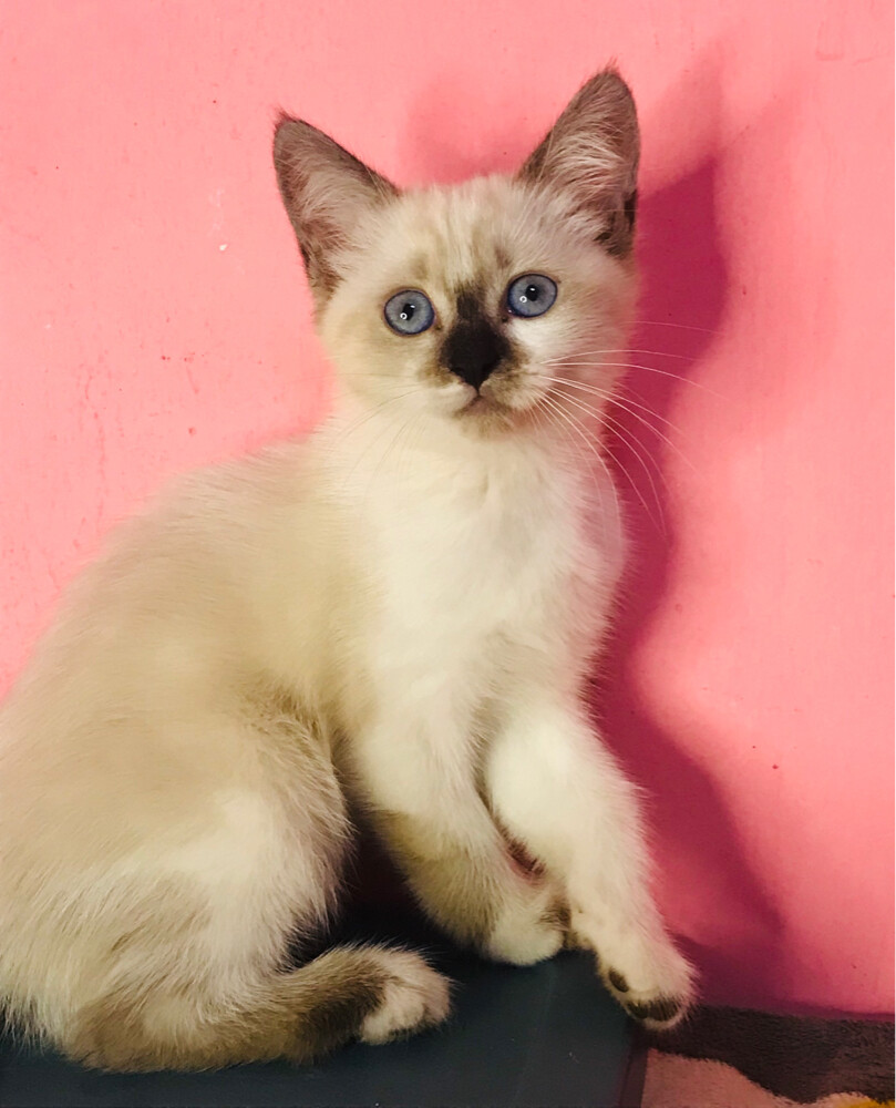 Siamese kitten  - 1