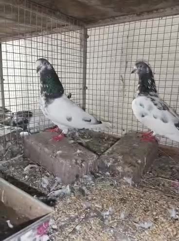 Pakistani pigeon - 1