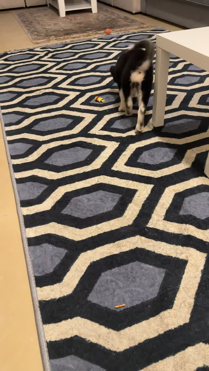 husky puppy dog pet - 4