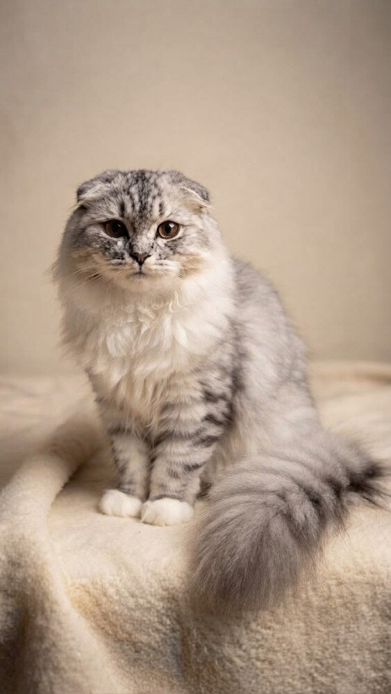 cats for sale - 3
