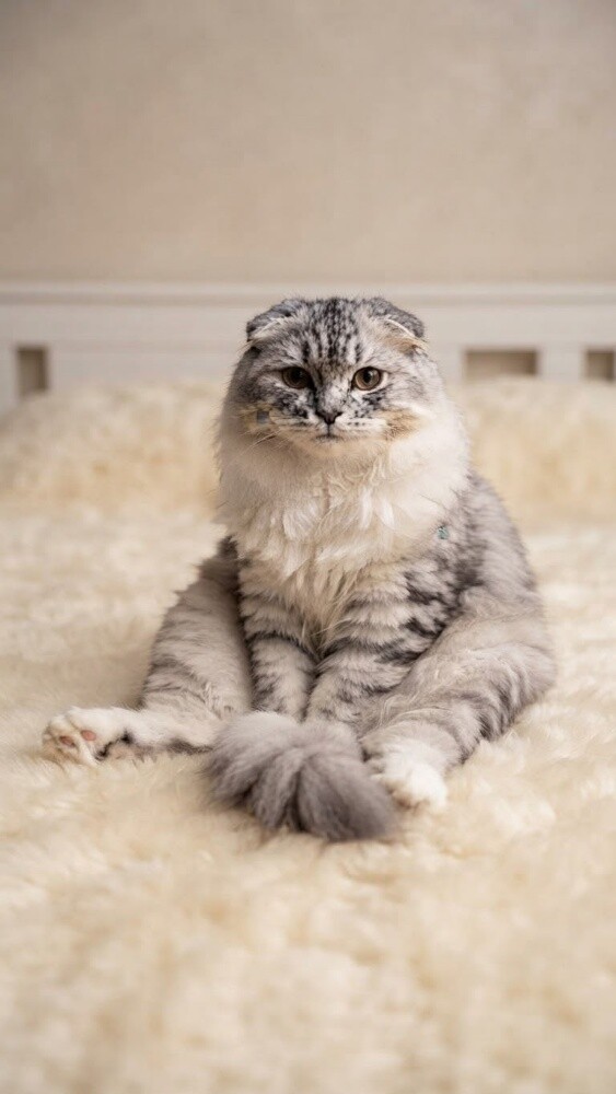 cats for sale - 4