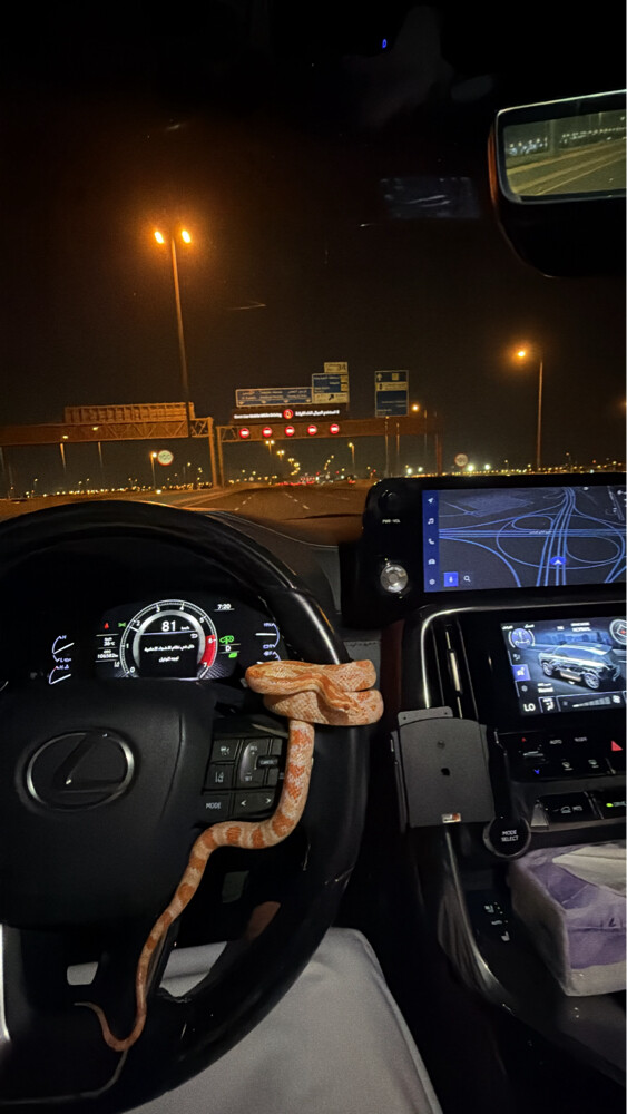 ثعبان كورن سنيك - 1
