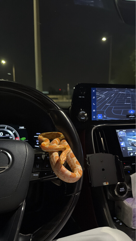 ثعبان كورن سنيك - 2